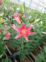 [5390 Viviana VZ No01.JPG]